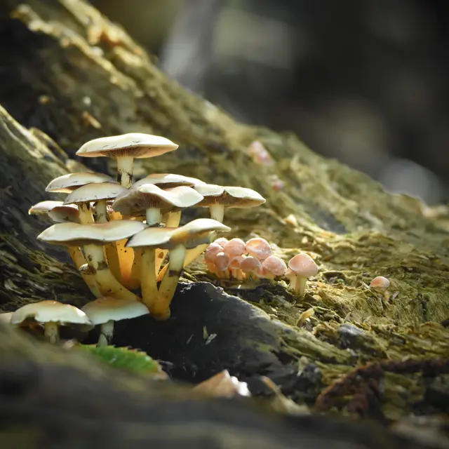 Champignon en touffe