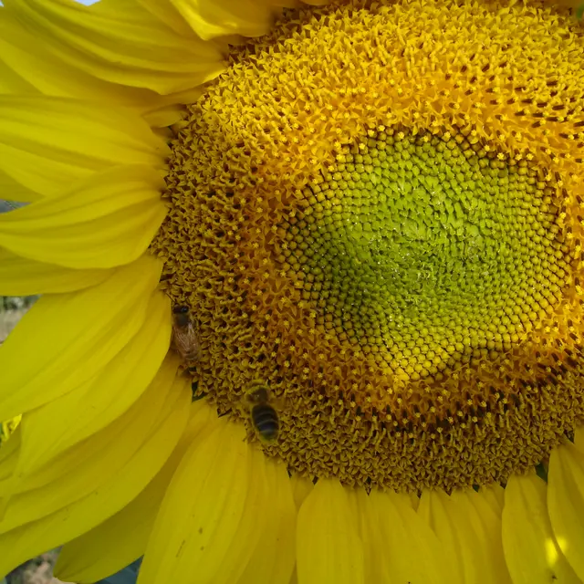 DEG72-ruchers-paumeraie-1