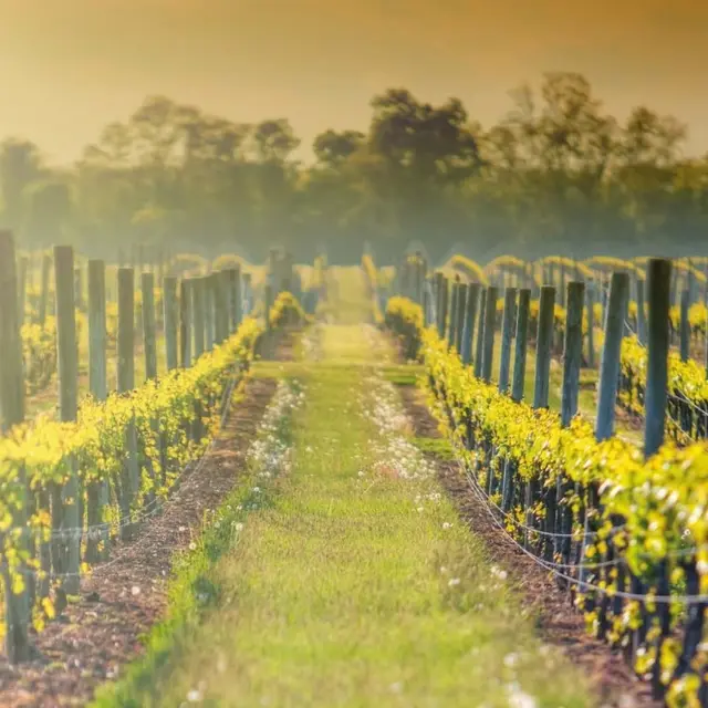 DansesetPaysages_Clisson-Boussay_2024_levignobledenantes-tourisme.com