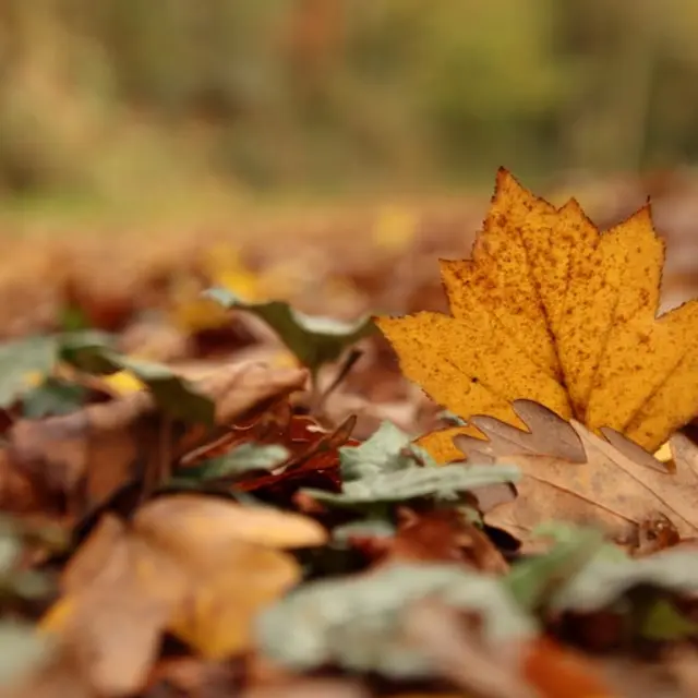 Emballade_Clisson_2025_levignobledenantes-tourisme.com