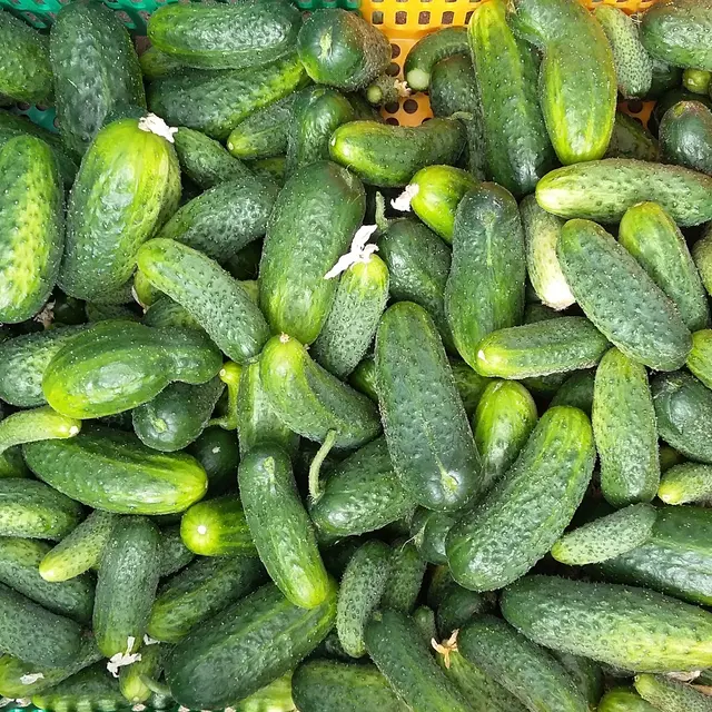 Exploitation-Olivier-Corbin_2-1