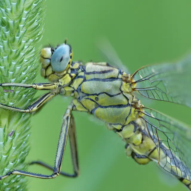 Gomphe joli (Gomphus pulchellus) 8