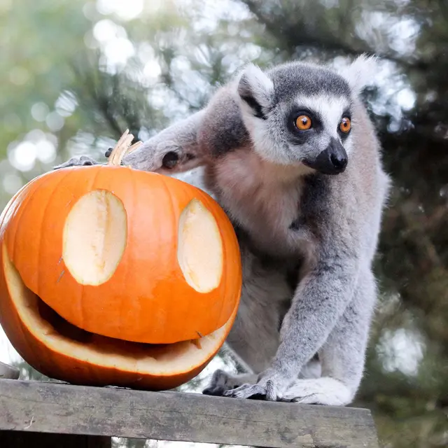 Halloween au Zoo de la Boissière CREDIT Suzanne OUTAN