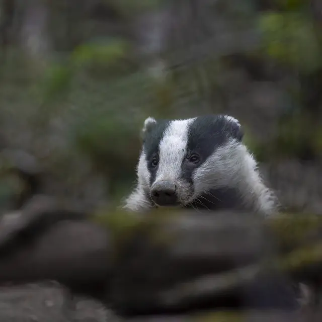 Photo Jean-Paul Shumacher