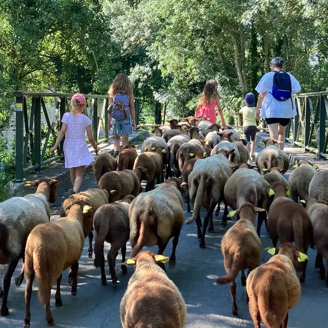 Transhumance des moutons