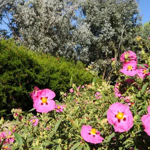 PNA44-jardins-oceanis