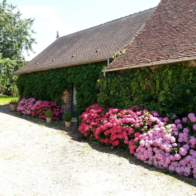 La pinière_Chemillé sur dême