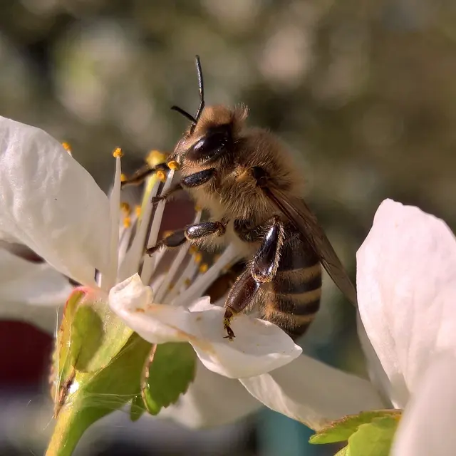 Miellerie des Sablons
