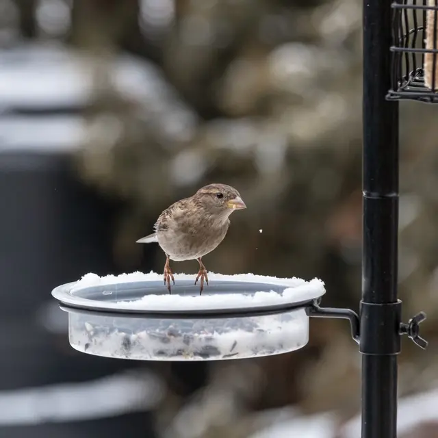 NourrisagedesOiseaux_Clisson_2024_levignobledenantes-tourisme.com