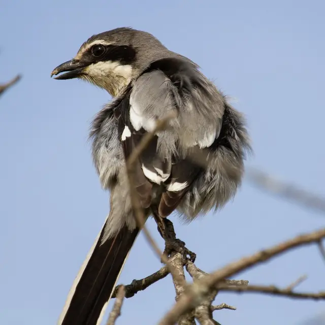 Oiseauxbâti_Clisson_2024_levignobledenantes-tourisme.com