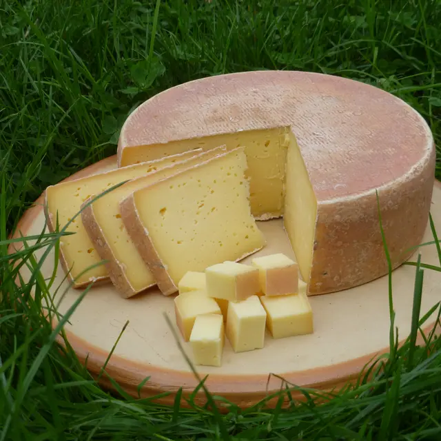 Le Refrain du Pis qui Chante