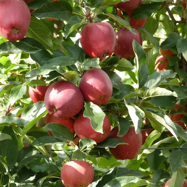 Vergers du petit Pavillon_Lavernat