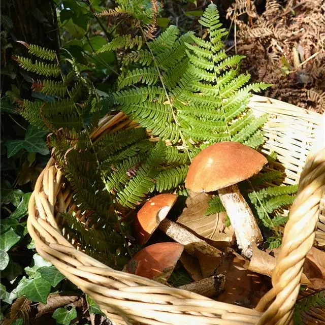 Champignons au Zoo de la Boissière