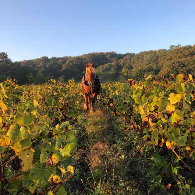 Photo_cheval_octobre_2025_droits_ok