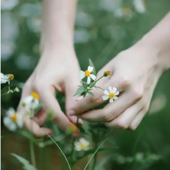 PlantesMédicinales-LePallet_2024_levignobledenantes-tourisme.com