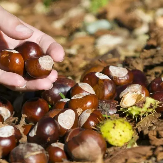 Randodeschataignes_LaRemaudière_2025_DestinationVignobleNantais.com