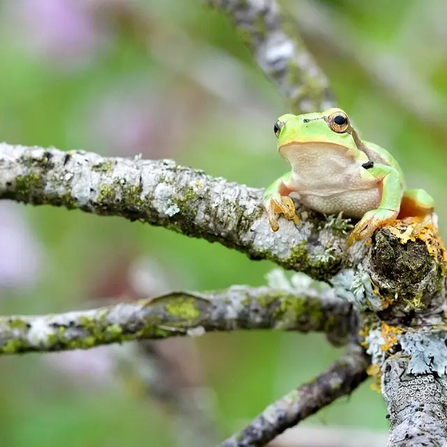 Rainette-arboricole-1800x1200-2-2