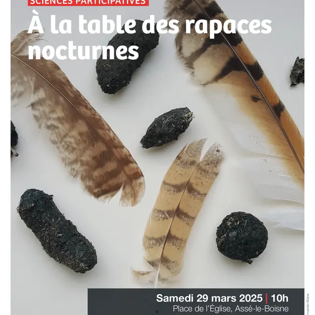 Sortie ABC HSAM Rapaces nocturnes 29 03