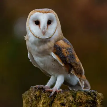 SortieChouette_LeLandreau_DestinationVignobleNantais.com