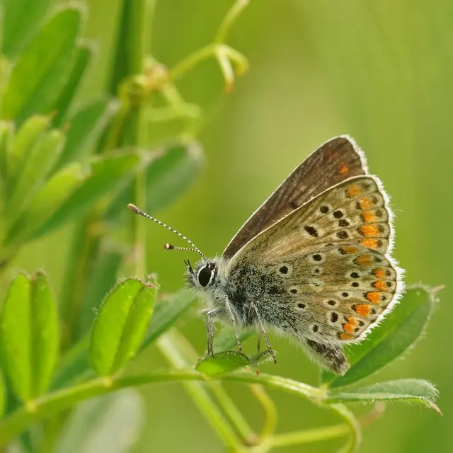 Tracesetindices_Clisson_2024_levignobledenantes-tourisme.com