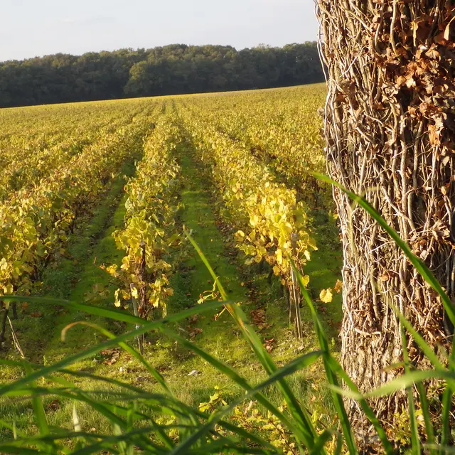 Vignes-Vins-Randos2-2018-levignobledenantes