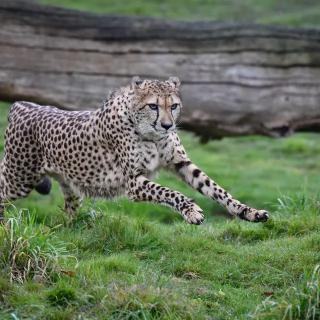ZOO DE LA BOISSIERE DU DORE