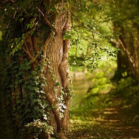 agnieszka_wen-spring-5002186_640