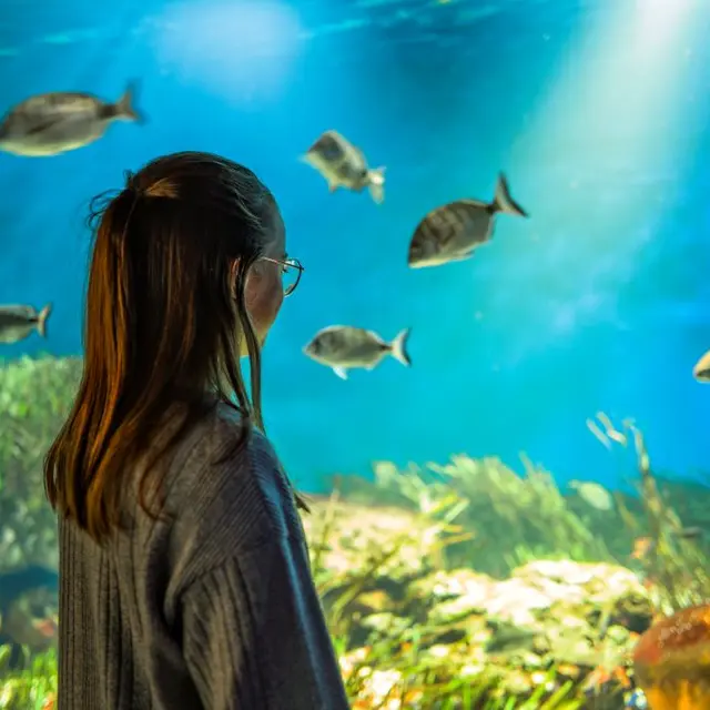 aquarium-vendee-bourgenay-pierre-ollier-vendee-expansion