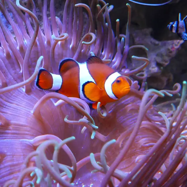aquarium-vendee-talmont-bourgenay-poisson-clown
