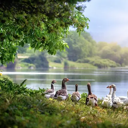 atlantios-wild-geese-3379677_640