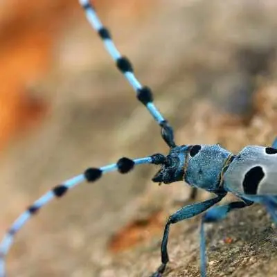 baludik-rosie-fait-son-nid