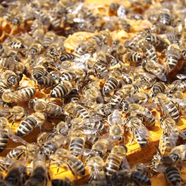 bees-beehive-beekeeping-honey-48022