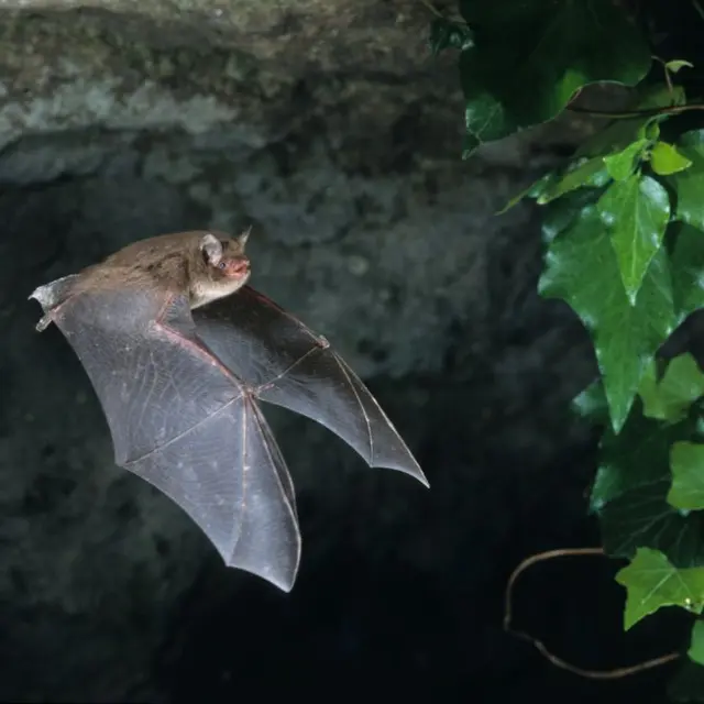 chauve-souris