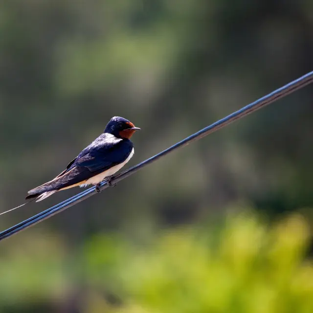 closeup-shot-cute-barn-swallow-wire