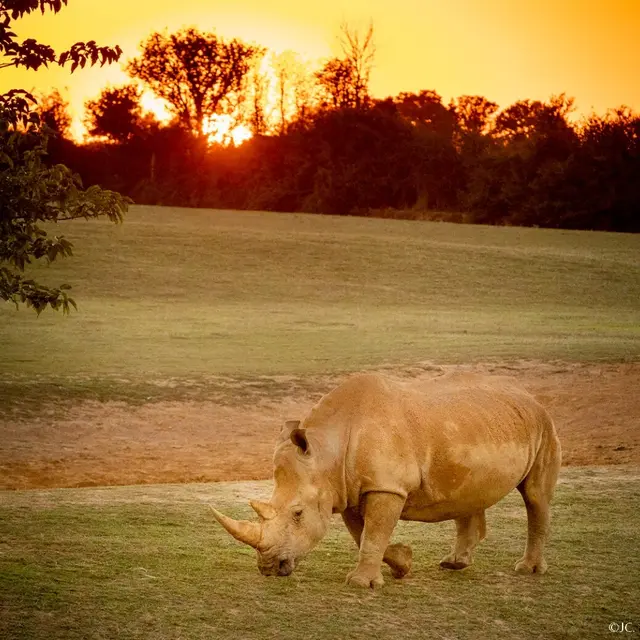 diner au crepuscule 2024 zoo de la boissiere
