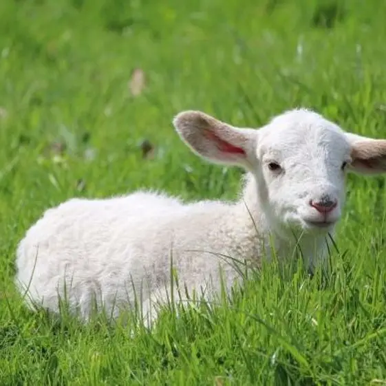 fiches_agneau-1000x562