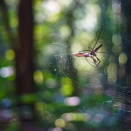 fusion-z-spider-5751448_640