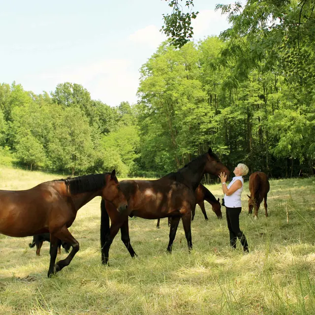 Au coeur du groupe de chevaux