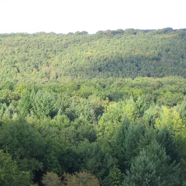 piqueniquemerventforet