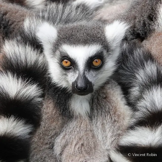 journee des primates 2024 zoo de la boissiere