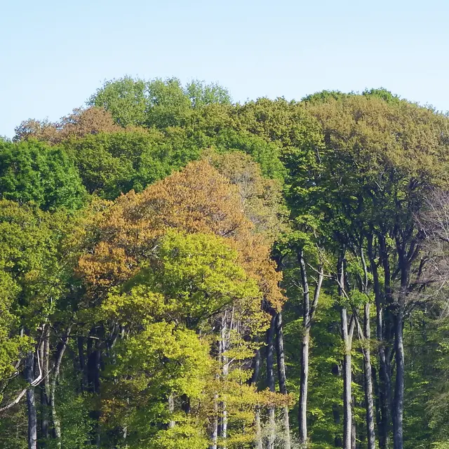 la forêt c'est quoi