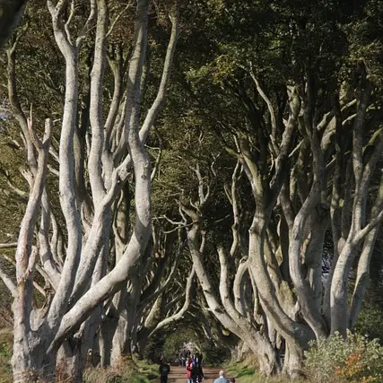 monicavolpin-dark-hedges-7227164_640