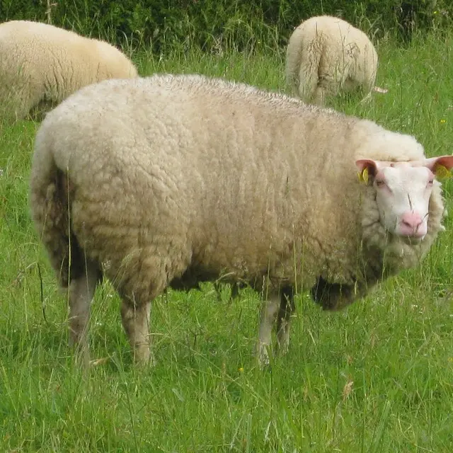mouton