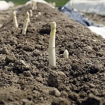 ob-c2347a-culture-champ-asperge