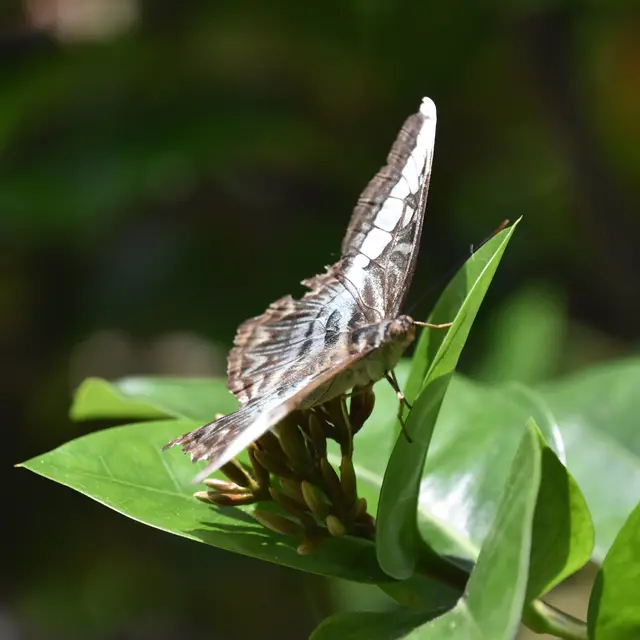 Stunning Close Up of a Brown White and Blue Butterfly