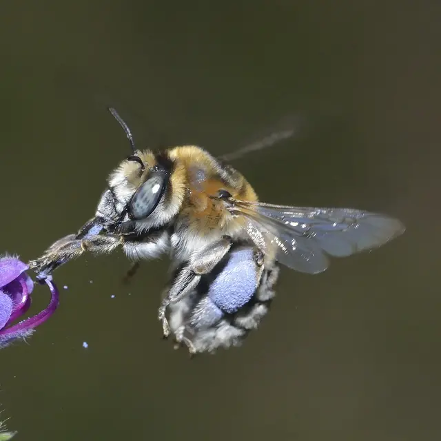 45_Anthophora femorata female - David Genoud
