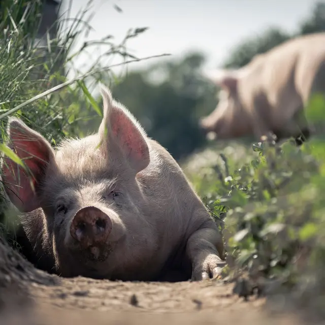 Cochon - Ferme de la Chomas - Pageas
