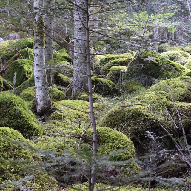 Forêt