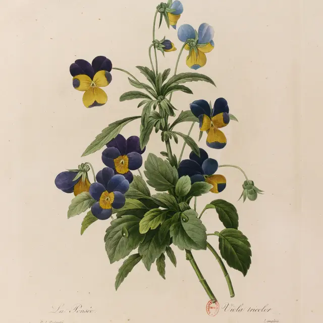 Pierre-Joseph Redouté, Pensée sauvage (Viola Tricolor), 1827