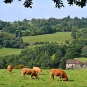 circuit du tram à saint-bonnet-briance_1